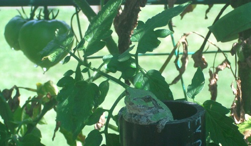 DSCF1209 frog in tomato box 3-b.jpg
